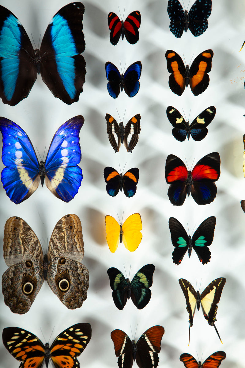 Large Framed Butterfly Swarm - 36" H