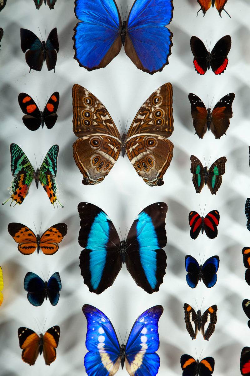 Large Framed Butterfly Swarm - 36" H