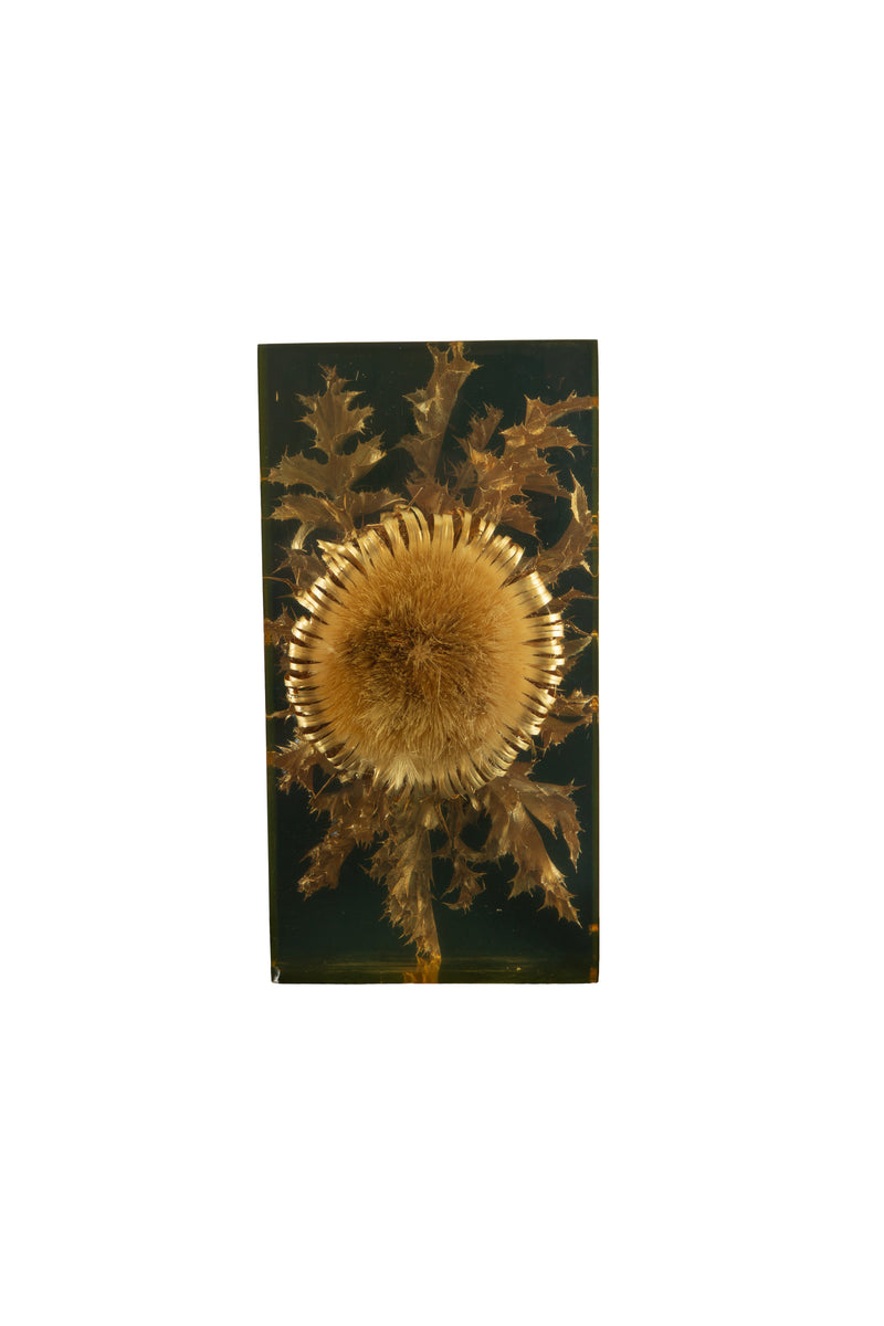 The Preserved Bloom: Mid C Thistle & Leaves in Lucite by Pierre Giraudon