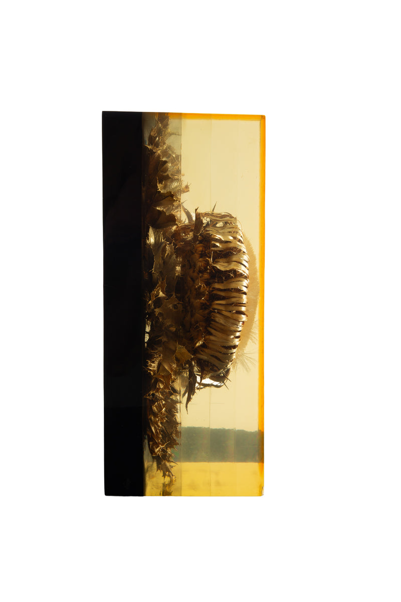 The Preserved Bloom: Mid C Thistle & Leaves in Lucite by Pierre Giraudon