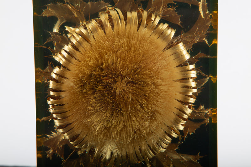 The Preserved Bloom: Mid C Thistle & Leaves in Lucite by Pierre Giraudon