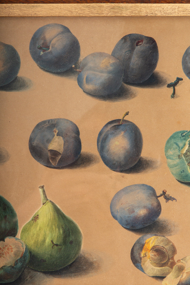 Still Life of Figs and Plums by Adèle Hippolyte Lallemand