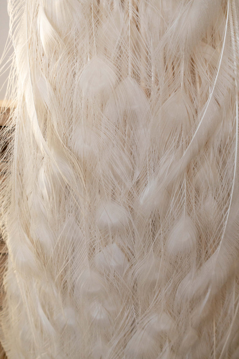 Exquisite Albino Peacock Taxidermy: A Majestic Display of Rarity and Elegance