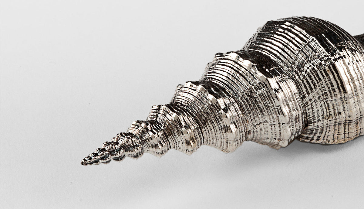 Silvered Distaff Spindle Shell