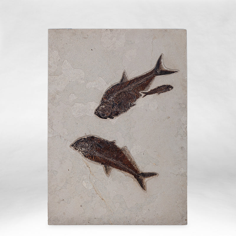 Dyplomistus Fish Fossil