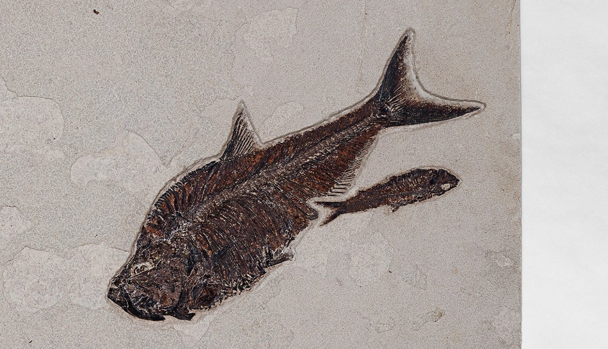 Dyplomistus Fish Fossil