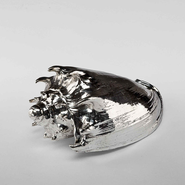 Silvered Imperialis Shell