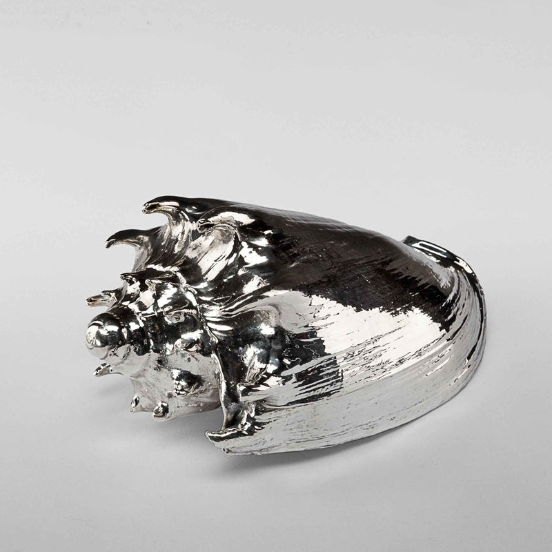 Silvered Imperialis Shell
