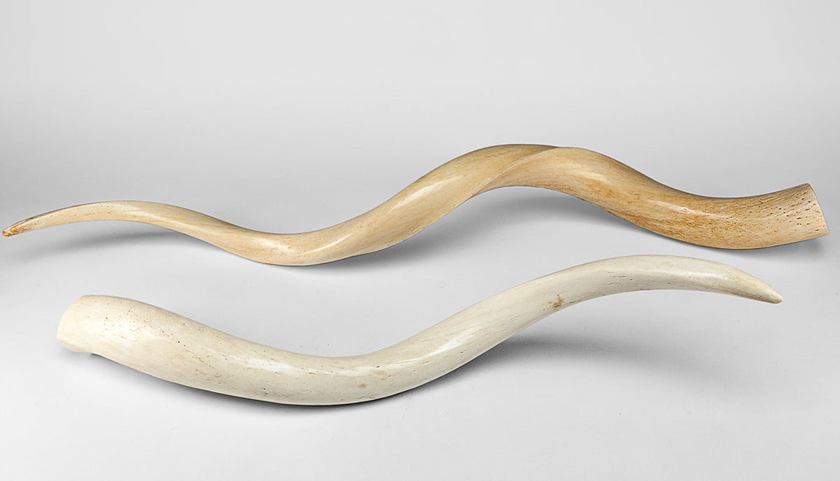 Kudu Horn