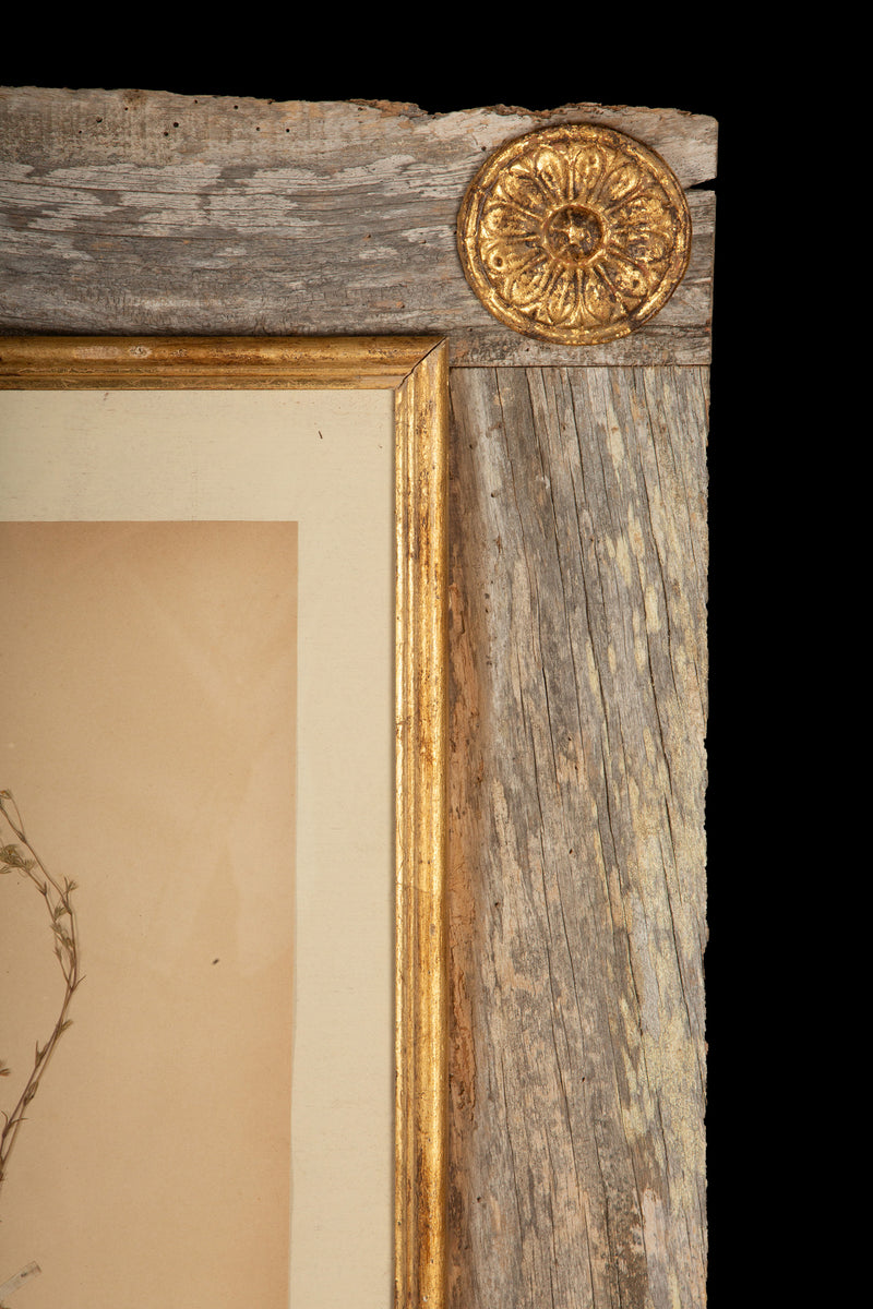 Framed Collection of Four Herbier Specimens in Rustic Barn Wood w/ Gilt Rosettes