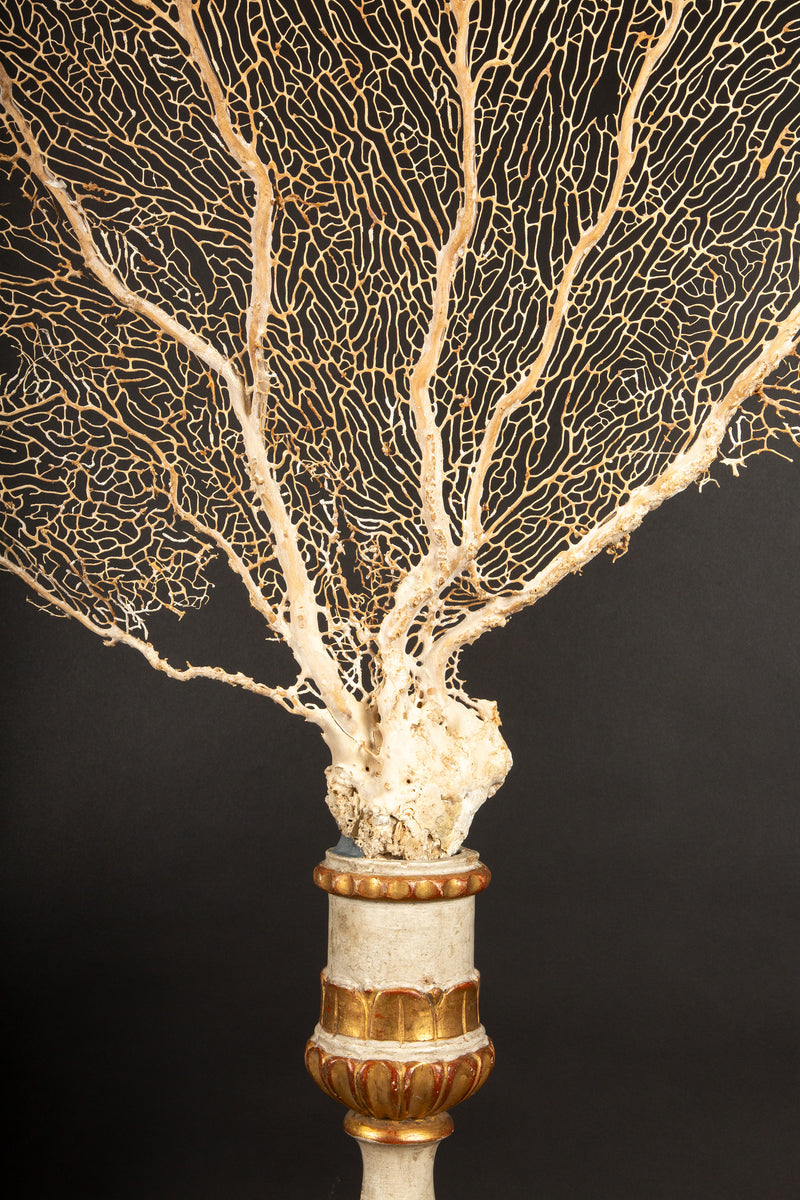 Imposing 19th-Century Gilt Sailor's Pricket with Mounted Natural Sea Fan- 62"H