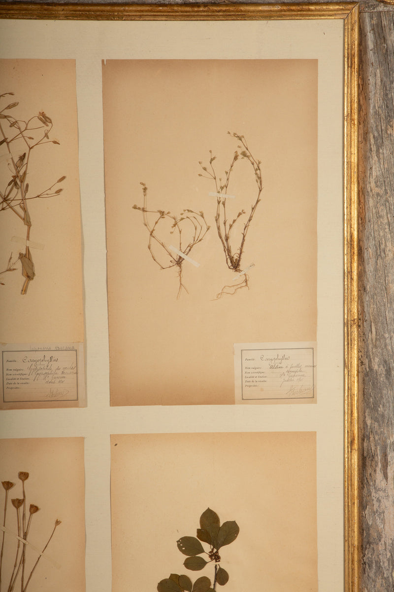 Framed Collection of Four Herbier Specimens in Rustic Barn Wood w/ Gilt Rosettes