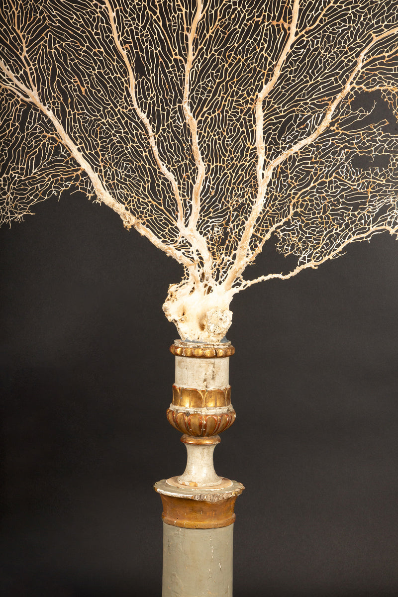 Imposing 19th-Century Gilt Sailor's Pricket with Mounted Natural Sea Fan- 62"H