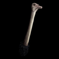 Ostrich