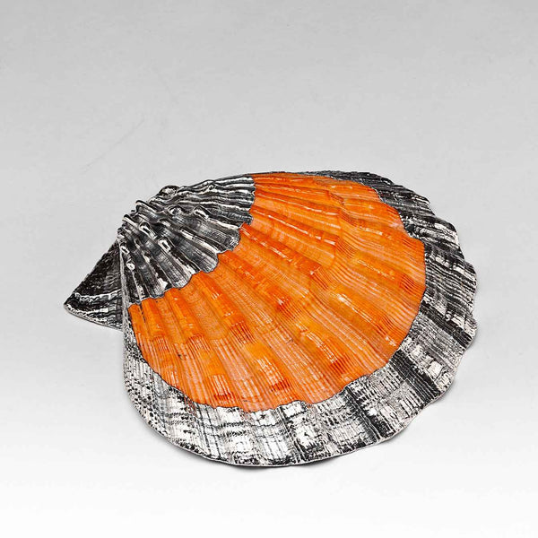 Partially Silvered Pecten Shell