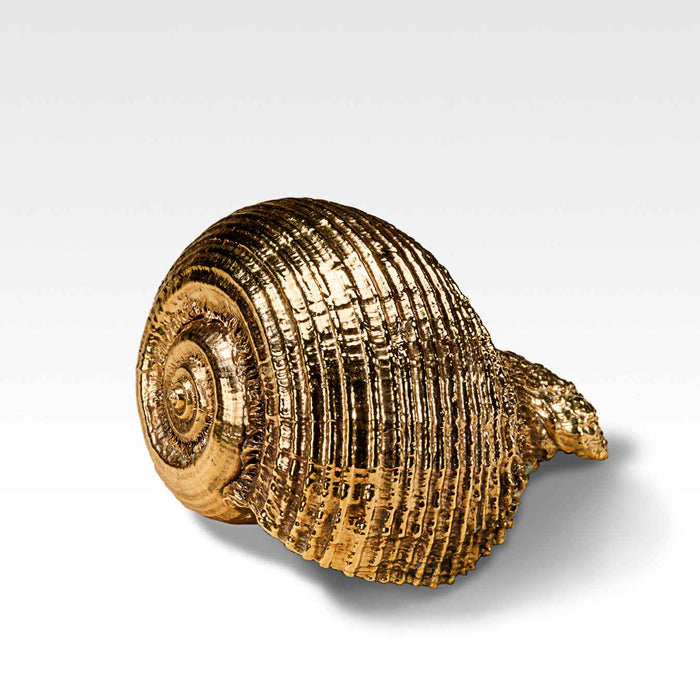 Gilded Rapa Shell