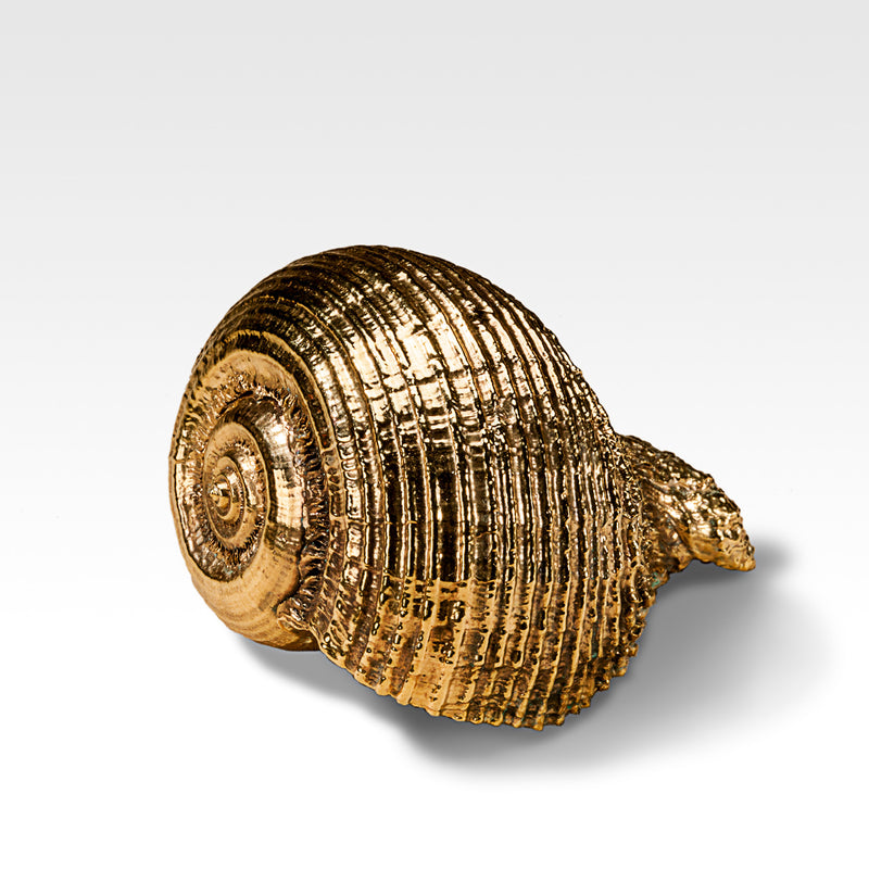 Gilded Rapa Shell