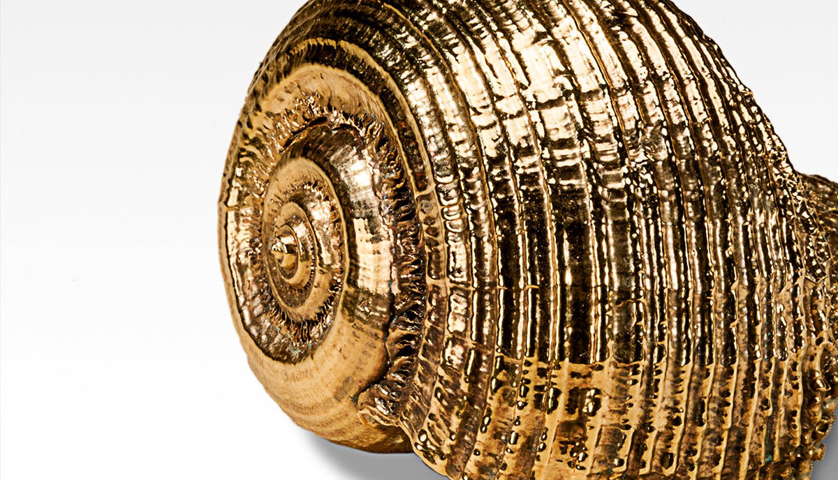 Gilded Rapa Shell
