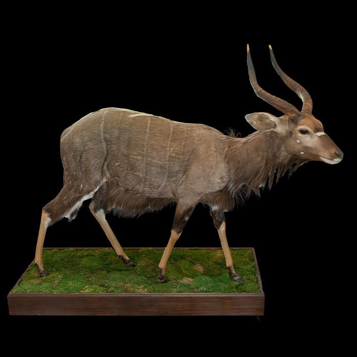 Full Sized Nyala Taxidermy