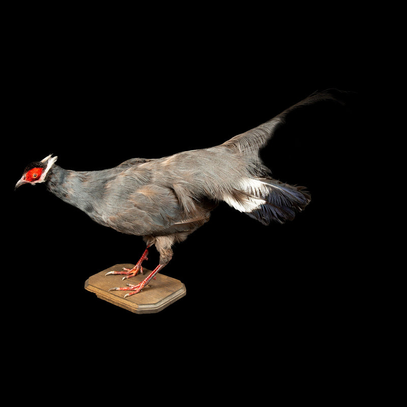 Exquisite Taxidermy Blue Eared-Pheasant