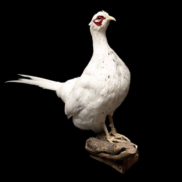 Alaskan Snow Pheasant