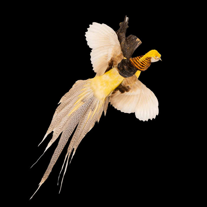 Yellow Golden Pheasant Wall Mounted Taxidermy
