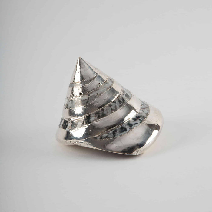 Partially Silvered Trochus Turbo, 3.5"
