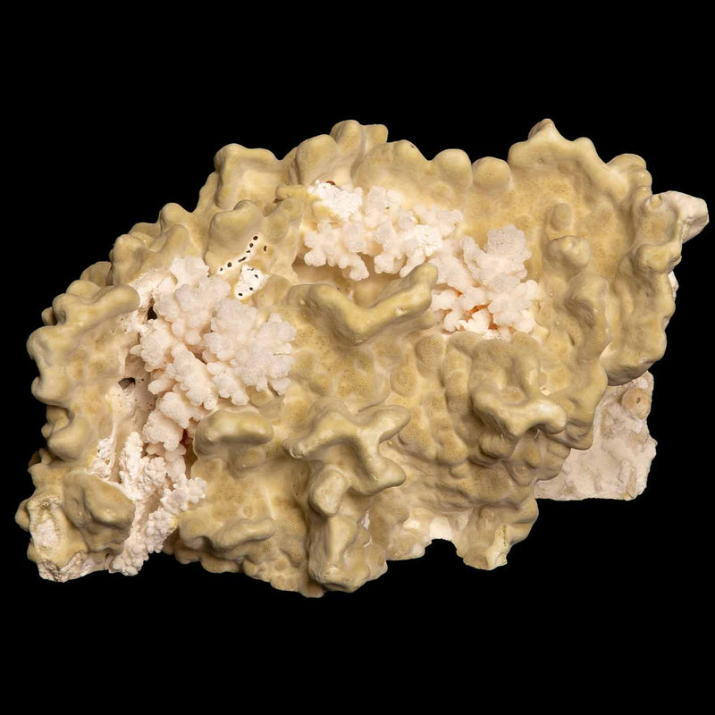 Table Mount Green Coral