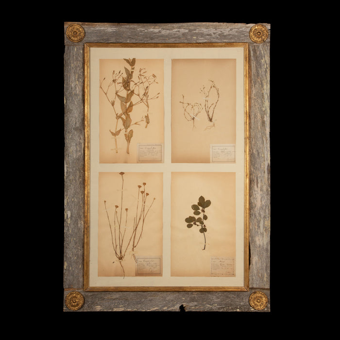 Framed Collection of Four Herbier Specimens in Rustic Barn Wood w/ Gilt Rosettes