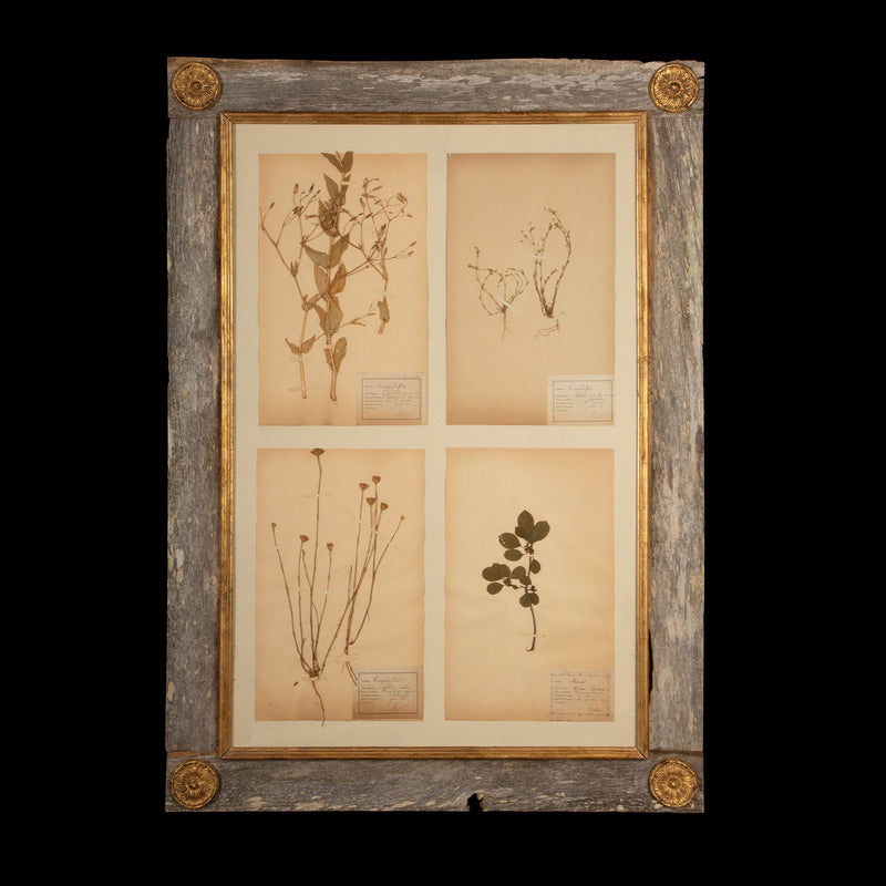 Framed Collection of Four Herbier Specimens in Rustic Barn Wood w/ Gilt Rosettes