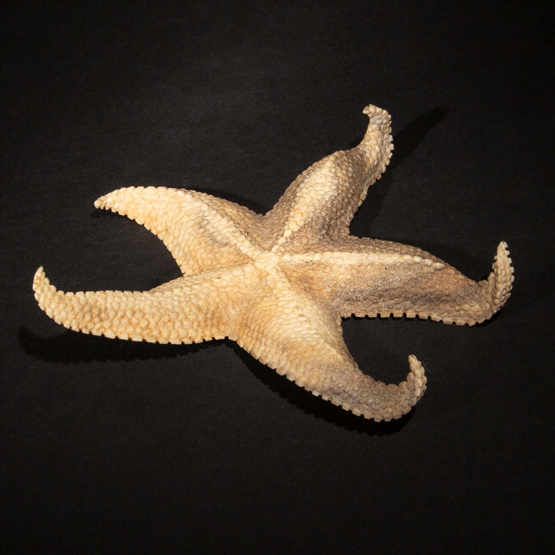 Hand Carved Moose Antler Starfish, 6.5"
