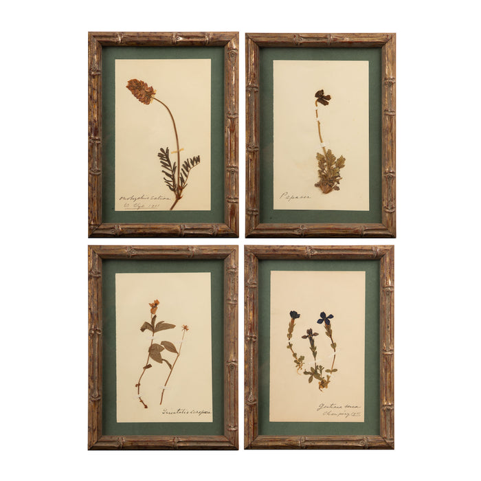 Small Gilt Framed Herbier Botanical Specimens from the 19th Century 9.5" H