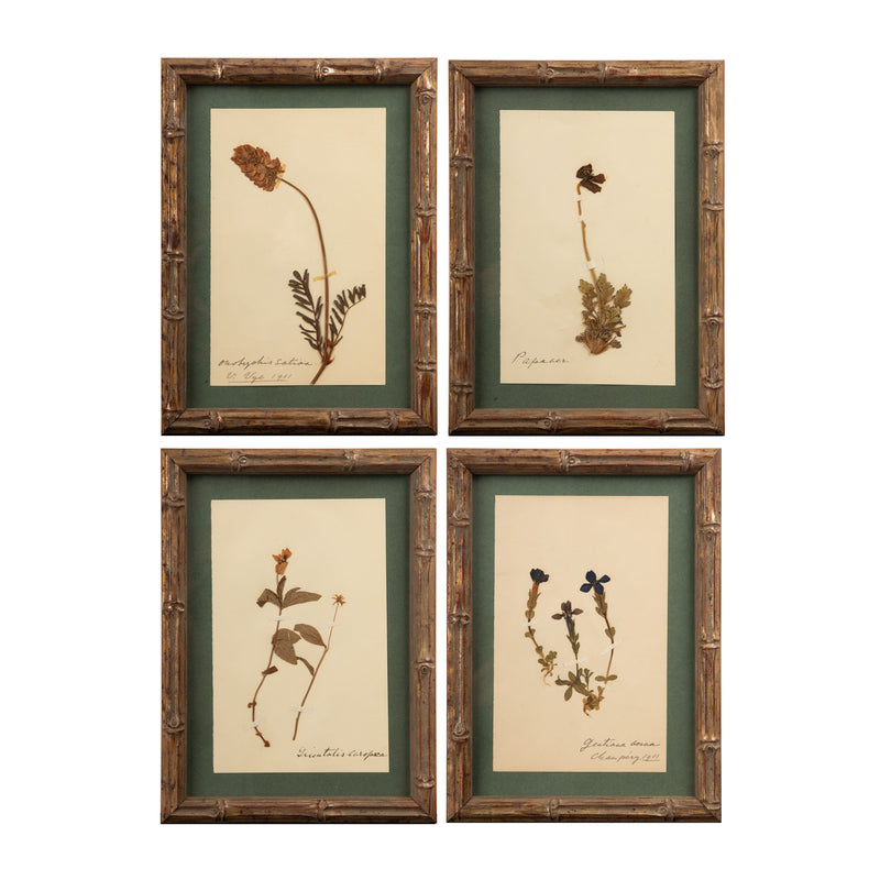 Small Gilt Framed Herbier Botanical Specimens from the 19th Century 9.5" H