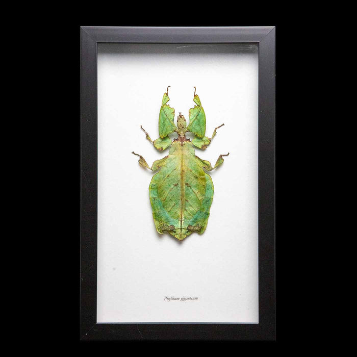 Framed Giant Malaysian Leaf Insect