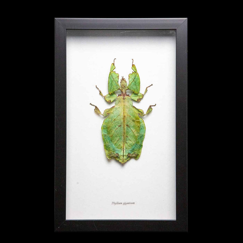 Framed Giant Malaysian Leaf Insect