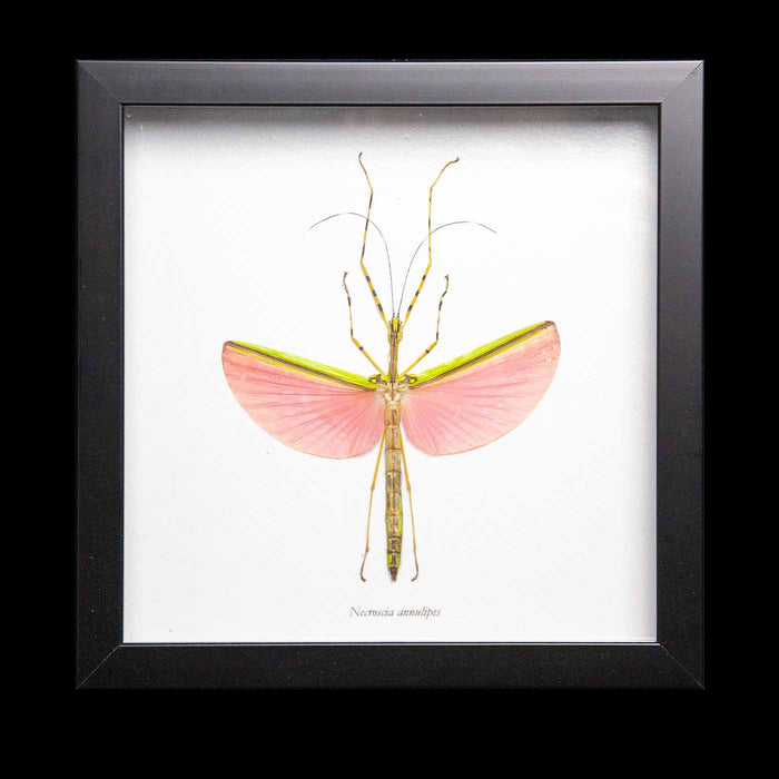 Framed Pink Stick Insect
