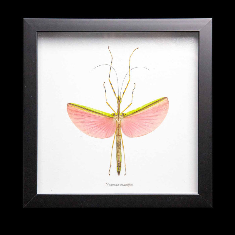 Framed Pink Stick Insect