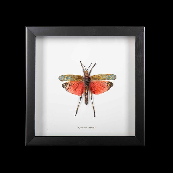 Framed "Phymateos Saxosus" African Grasshopper