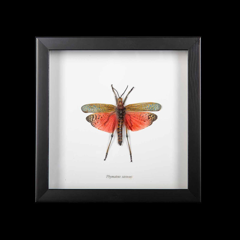 Framed "Phymateos Saxosus" African Grasshopper