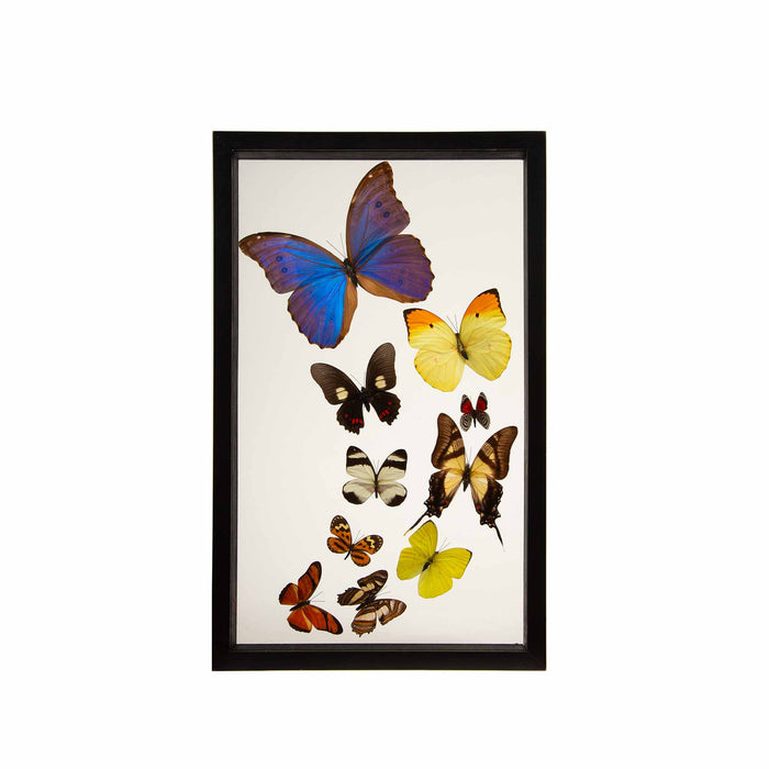 Framed Butterfly Swarm, 15.75" H
