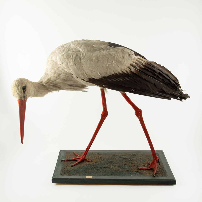 Natural History Mount: White Stork (Ciconia ciconia) 21"H