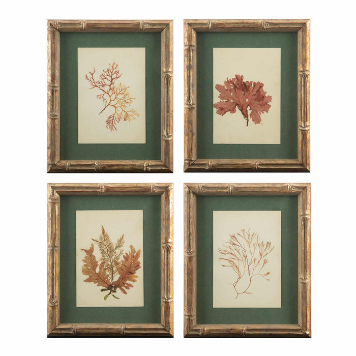 Small Gilt Framed Algae Specimens from the 19th Century 8" H
