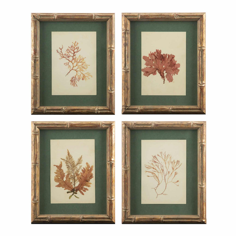 Small Gilt Framed Algae Specimens from the 19th Century 8" H