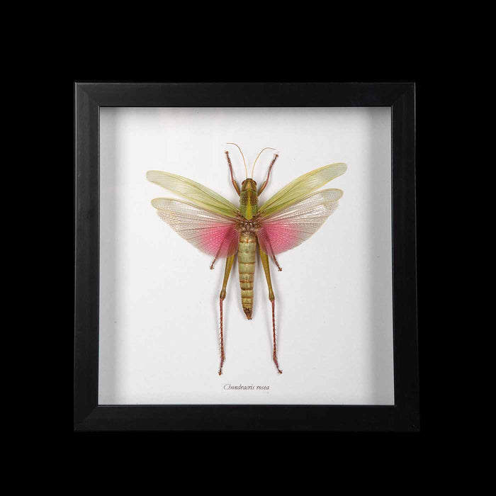 Framed "Chondracris Rosea" Grasshopper