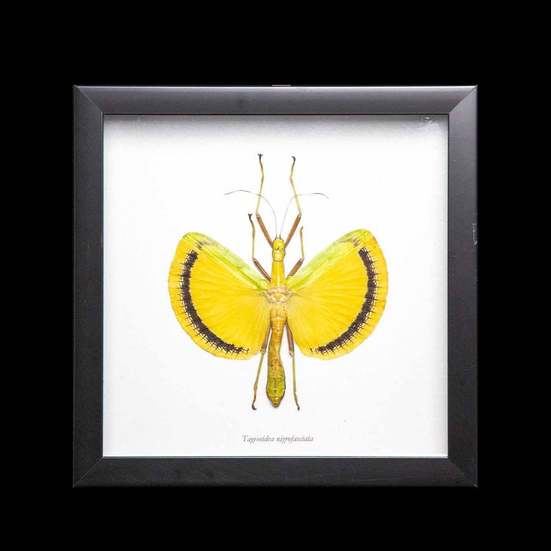 Framed Yellow Umbrella Stick Insect