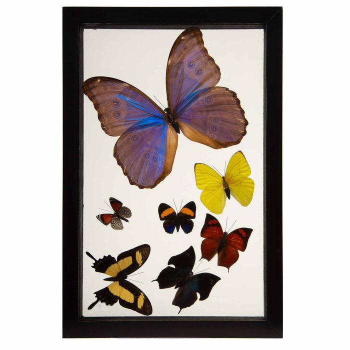 Framed Butterfly Swarm, 11.5" H