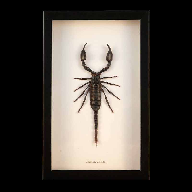 Framed Vietnam Forest Scorpion
