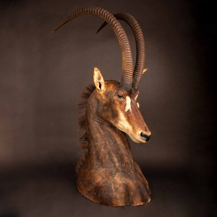 Taxidermy Table Mount Antelope Sable