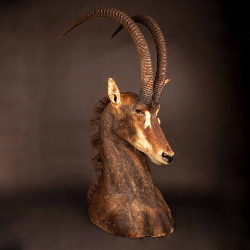 Taxidermy Table Mount Antelope Sable