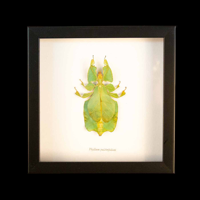 Framed Seychelles Leaf Insect